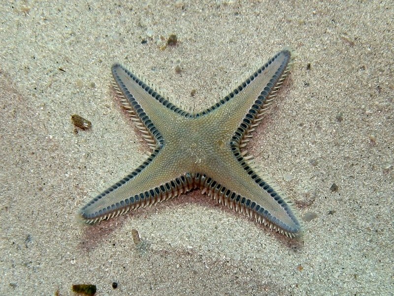 Il mondo è bello perché è vario! (Astropecten platyacanthus)